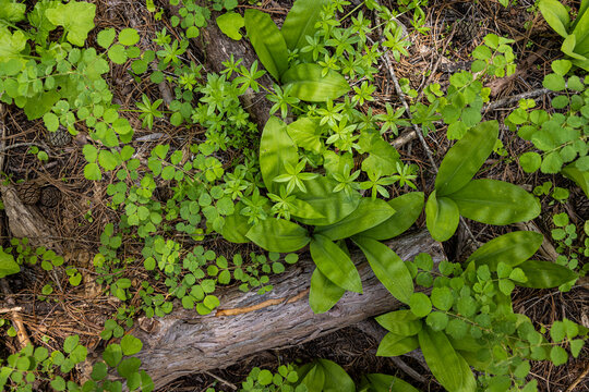 overhead view of forest floor