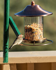 Bird Feeder 2