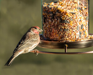 Bird Feeder 3