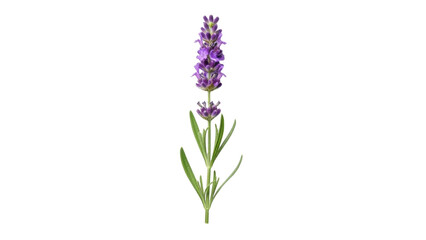 Obraz premium Lavender flower stands tall with purple blooms and green leaves in a simple setting during daylight