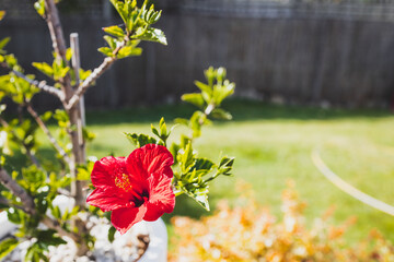 red hibiscus flower in tropical australian backyard garden setting