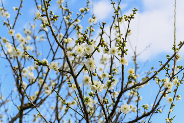 青空に映える白梅