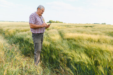 Senior farmer examining wheat crop with smartphone in field