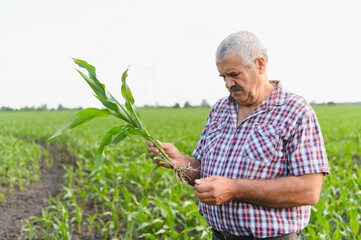 Senior farmer examining corn plant in cultivated field