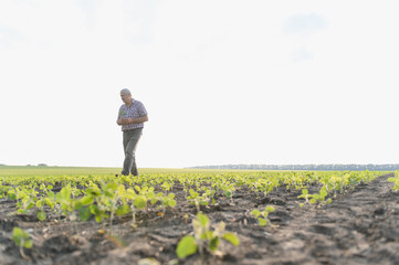 Senior agronomist walking and inspecting soybean field growth