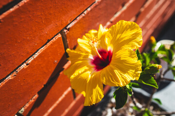 yellow hibiscus plant in pot beside red brick exterior house wall