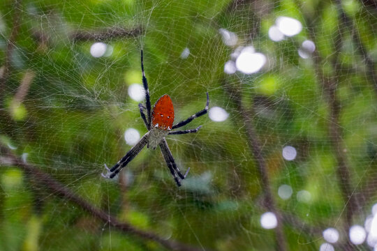 The weaver spider or golden silk spider, looks like its back is bright reddish orange with several small spots. The background is blurry and the green leaves dominate.

