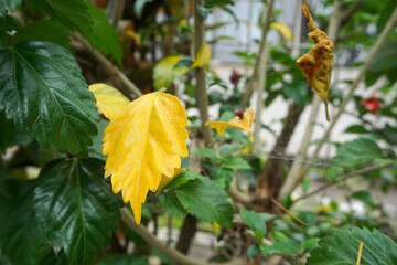 bright yellow hibiscus leaves in the center, surrounded by healthy dark green leaves indicate a lack of nutrition, there is a fine spider web between the branches.  © Abu Tami