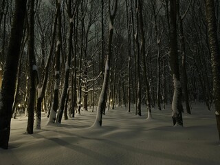 Snow covered road in winter in the forest park