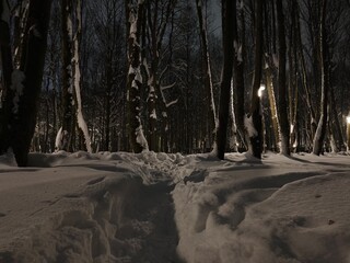 Snow covered road in winter in the forest park