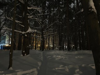 Snow covered road in winter in the forest park