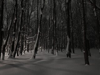 Snow covered road in winter in the forest park