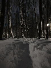 Snow covered road in winter in the forest park