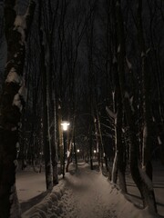 Snow covered trees in the winter cold park. 
