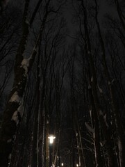 Trees in the night in the cold winter with much snow
