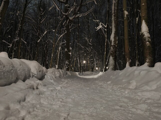 Snow covered trees in the winter cold park. 