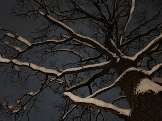 Old big oak branches in the winter snow park on the blue evening sky