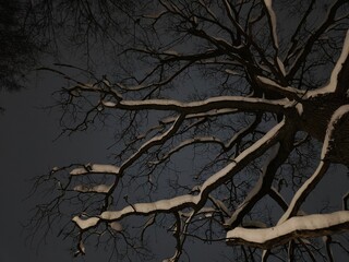 Old big oak branches in the winter snow park on the blue evening sky