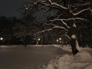 Snow covered trees with big old oak at night near the white frozen pond
