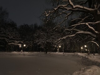 Snow covered trees with big old oak at night near the white frozen pond