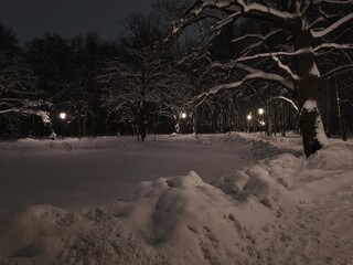 Snow covered trees with big old oak at night near the white frozen pond