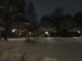 Snow covered trees at night near the white frozen pond