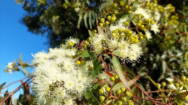 Honey bee pollinating white flowering eucalyptus tree against blue sky
