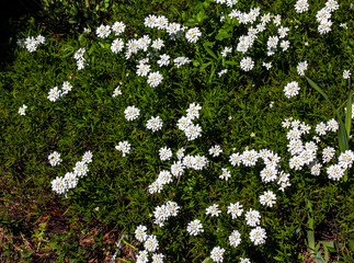 White beauty flowers of Iberis saxatilis or rock candytuft in early spring garten