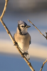 Winter scene of a Blue Jay bird sitting perched on a branch 