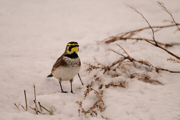 Horned Lark sits in a snow covered field eating seeds off a weed poking through the snow	
