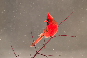 Winter scene of a male Northern Cardinal bird sits perched on a dogwood branch with falling snow in the background