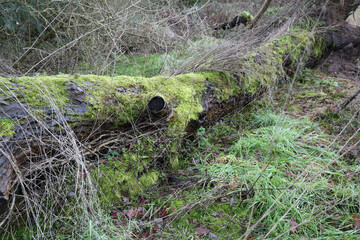 Obraz premium Fallen Moss-Covered Tree Trunk in Woodland with Grass and Twigs