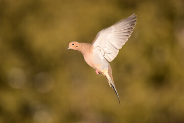 A Mouring Dove in flight with wings spread