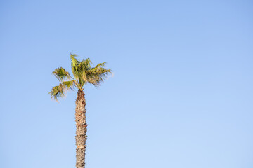 Isolated palm tree standing against clear blue sky in cascais