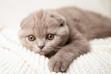A happy cute Scottish Fold cat lies on a knitted white blanket. Gray kitten. Funny pet.