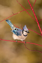 Autumn scene of a Blue Jay bird sitting perched in a Dogwood bush