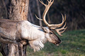 Close up side view of a reindeer with impressive antlers standing in a natural forest environment....