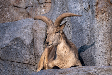 Mountain goat resting on a rocky cliff face, showcasing strong horns and rugged survival in a harsh...