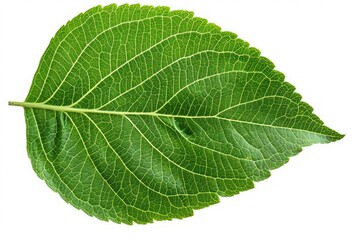 Obraz premium A vibrant green leaf with intricate veins against a clean white backdrop
