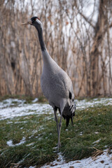 Fototapeta premium A common crane (Grus grus) standing on grassy ground with light snow in a winter woodland environment, captured in natural light with shallow depth of field.