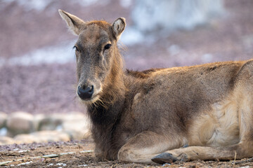 A deer resting on the ground in a natural winter habitat. Close-up view showing soft fur texture and calm expression, with a shallow depth of field and blurred background. Wildlife and nature concept.
