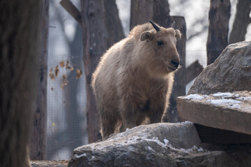 Fototapeta premium Goat-like mountain animal standing on rocks in a winter environment. Thick fur, natural light, shallow depth of field, wildlife and conservation concept.