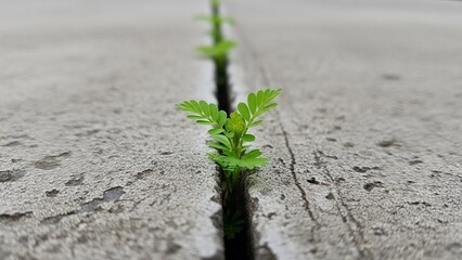 green plant growing through concrete crack