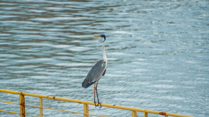 Graceful Cocoi Heron (South American heron) with a black crown and long white neck stands on a yellow railing against a backdrop of shimmering blue water during daytime