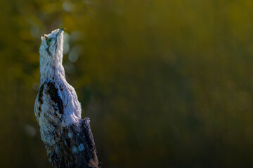 Common potoo camouflaged perched on a tree trunk in nature