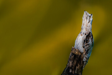 Common potoo camouflaged perched on a tree trunk in nature