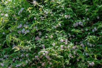 Pink jasmine vine Jasminum polyanthum with flowers, spring background