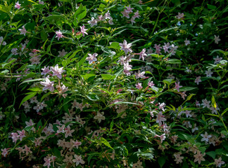 Pink jasmine vine or Jasminum polyanthum with a flowers, spring background