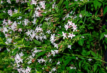Pink jasmine vine or Jasminum polyanthum with flowers, the spring background
