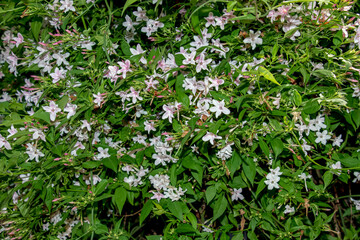 Pink jasmine vine or Jasminum polyanthum with the flowers, spring background